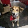 Maggie - 6 anni (nata il 1 febbraio 2019)  - Mix Levriero Afghano  - Taglia: Media  - Carattere: dolce, tranquilla, giocherellona Foto 3